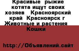 Красивые, рыжие котята ищут своих хозяев - Красноярский край, Красноярск г. Животные и растения » Кошки   